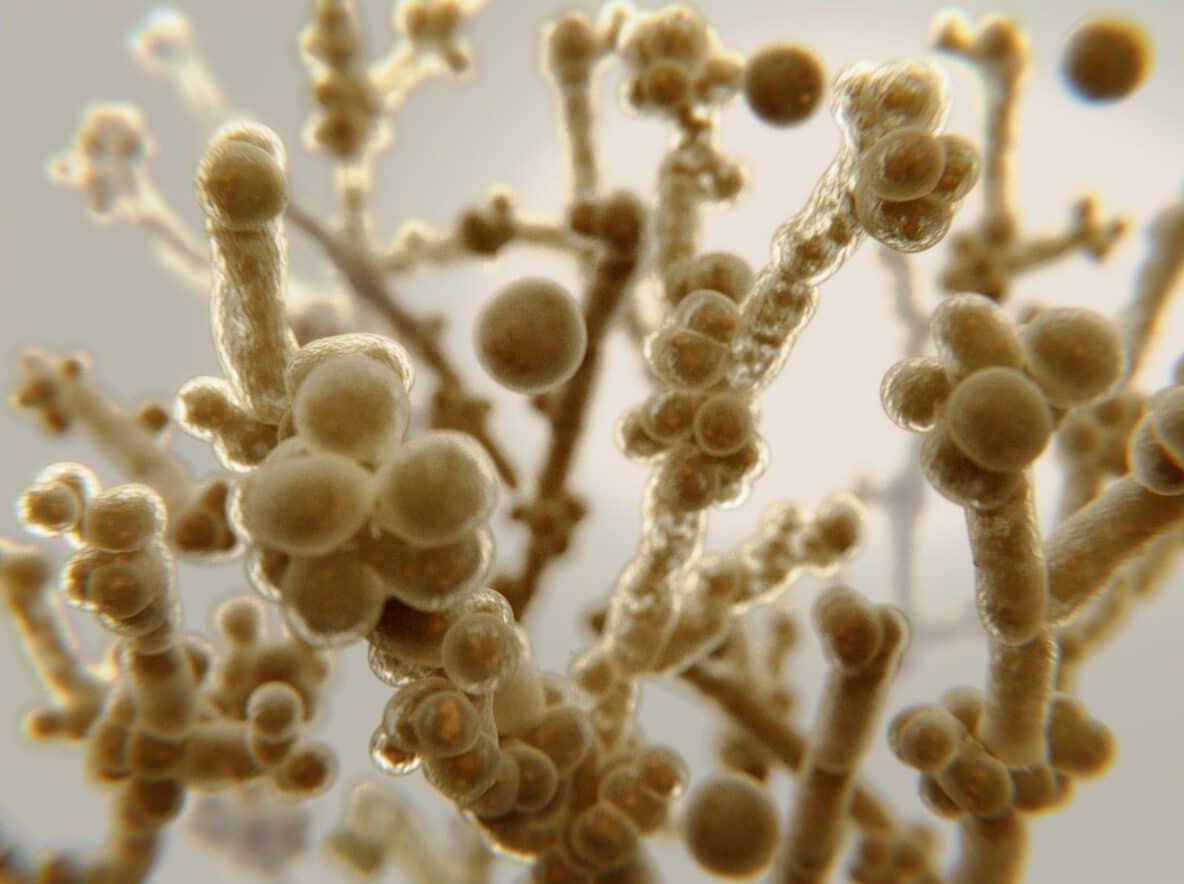 3D illustration of Candida albicans: round yeast cells budding from thread-like hyphae