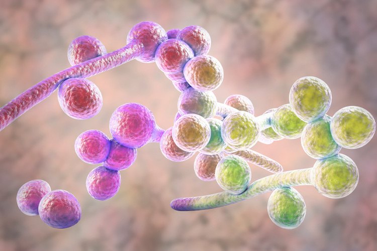 3D illustration of Candida albicans yeast cells and hyphae