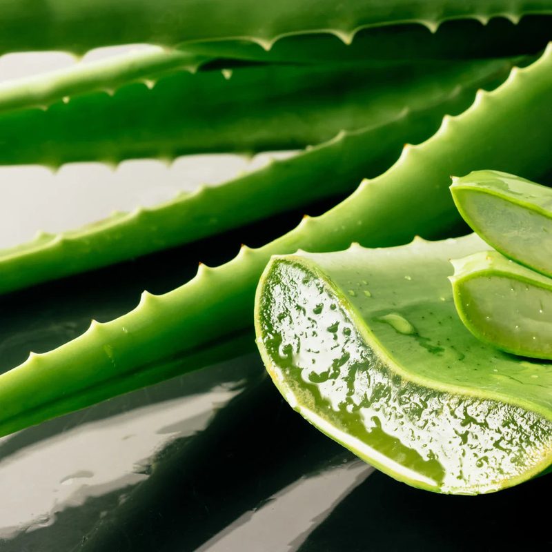 Aloe vera plant