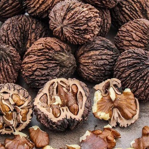 Black walnuts in their green husks