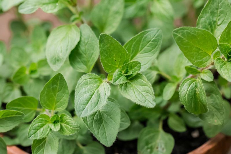 Oregano sprigs
