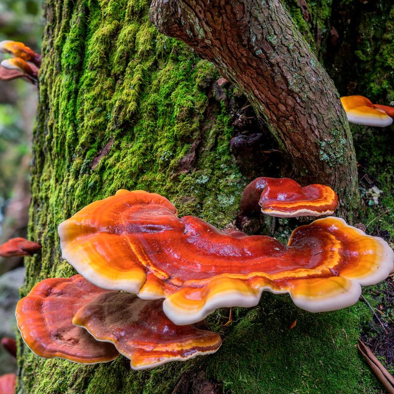 Reishi mushrooms growing on a log
