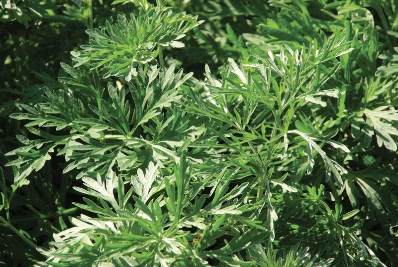 Wormwood plant